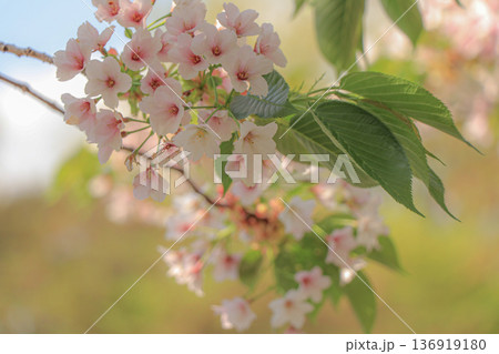 大島桜 大島桜 136919180