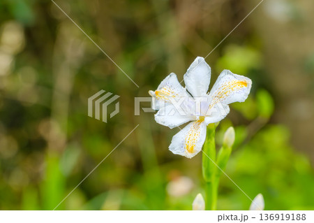 日陰に咲く幻想的な白のシャガの花 136919188