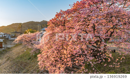 夕日に照らされる満開の河津桜 136919269