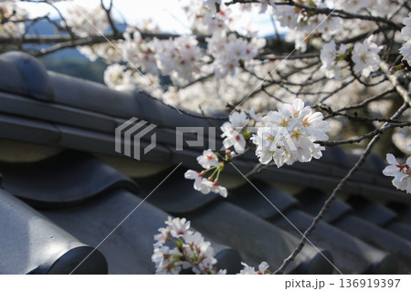桜と屋根 136919397