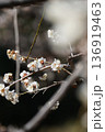 白い梅の花 136919463