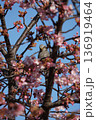 満開の河津桜の花の蜜を吸うヒヨドリ 136919464