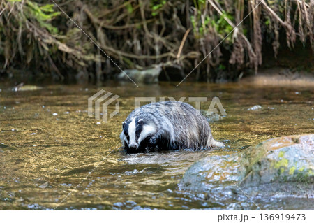 The European budger is walking in the middle of a flowing river. 136919473