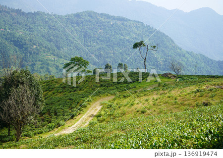 Scenic tea plantation on a rolling hillside with a winding dirt path and misty mountains Scenic tea plantation on a rolling hillside with a winding dirt path and misty mountains 136919474