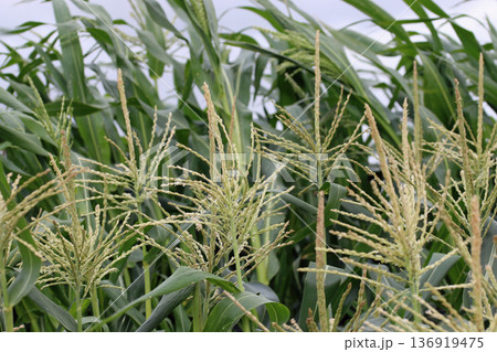 Sweetcorn flowers in close up Sweetcorn flowers in close up 136919475