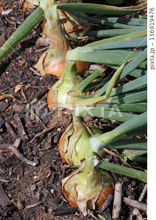 Row of five onions in close up in a vegetable garden 136919476