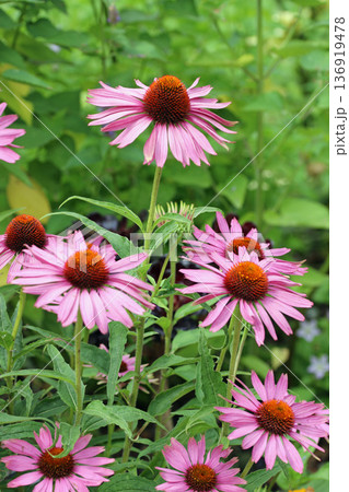 Purple coneflower flowers in close up Purple coneflower flowers in close up 136919478