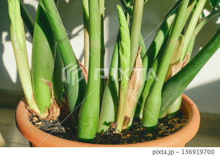 Zamioculcas zamiifolia houseplant with fresh stems growing in terracotta pot Zamioculcas zamiifolia houseplant with fresh stems growing in terracotta pot 136919700