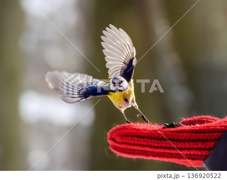 A blue tit with a seed in its beak takes off from a hand in a red mitten A blue tit with a seed in its beak takes off from a hand in a red mitten 136920522