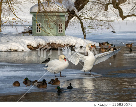 The male swan stands in the water with his wings outstretched The male swan stands in the water with his wings outstretched 136920579