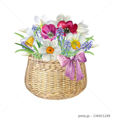 Watercolor of a wicker basket with spring flowers and a pink bow. Daffodils, tulips and muscari isolated on white, ideal for invitations, greeting cards, prints, decor Watercolor of a wicker basket with spring flowers and a pink bow. Daffodils, tulips and muscari isolated on white, ideal for invitations, greeting cards, prints, decor 136921289