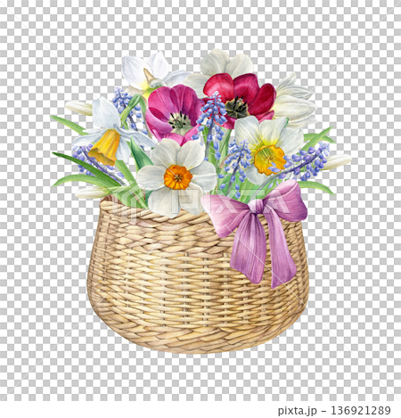 Watercolor of a wicker basket with spring flowers and a pink bow. Daffodils, tulips and muscari isolated on white, ideal for invitations, greeting cards, prints, decor Watercolor of a wicker basket with spring flowers and a pink bow. Daffodils, tulips and muscari isolated on white, ideal for invitations, greeting cards, prints, decor 136921289