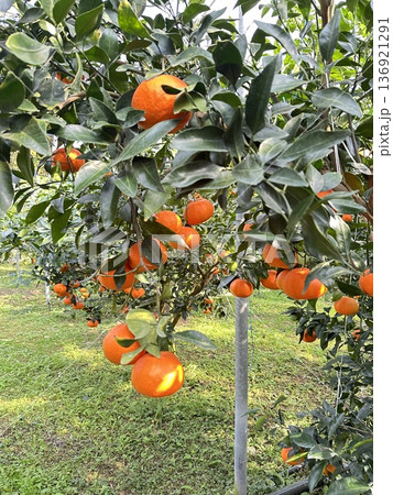 Fresh Jeju Island Sweet Tangerine Fresh Jeju Island Sweet Tangerine 136921291