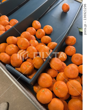 Fresh Jeju Island Sweet Tangerine Fresh Jeju Island Sweet Tangerine 136921296