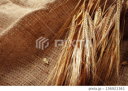 Wheat stalks on burlap fabric in a rustic setting during daylight hours 136921361