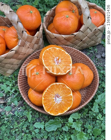 Fresh Jeju Island Sweet Tangerine Fresh Jeju Island Sweet Tangerine 136921436