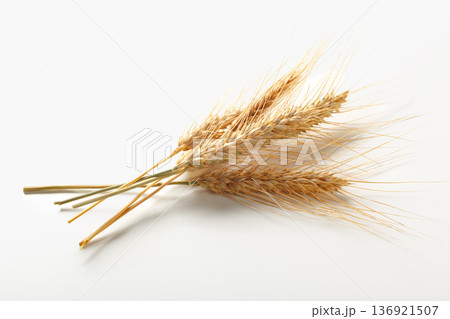 Wheat stalks arranged on a plain background showing growth and harvest Wheat stalks arranged on a plain background showing growth and harvest 136921507
