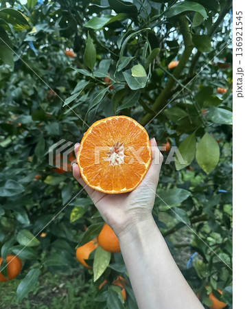 Fresh Jeju Island Sweet Tangerine 136921545