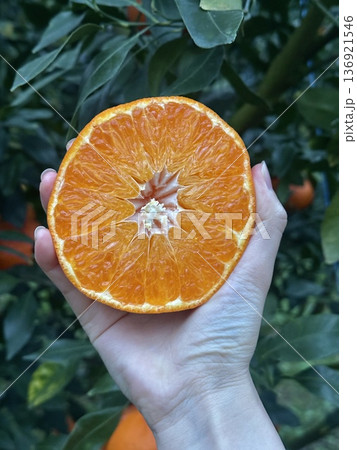 Fresh Jeju Island Sweet Tangerine Fresh Jeju Island Sweet Tangerine 136921546