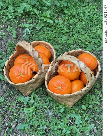 Fresh Jeju Island Sweet Tangerine Fresh Jeju Island Sweet Tangerine 136921547