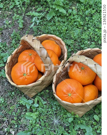 Fresh Jeju Island Sweet Tangerine Fresh Jeju Island Sweet Tangerine 136921550