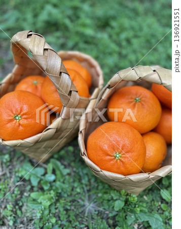 Fresh Jeju Island Sweet Tangerine Fresh Jeju Island Sweet Tangerine 136921551