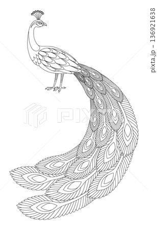 Detailed vector peacock coloring book. Ideal for posters, prints, logos, or design projects needing a touch of elegance 136921638