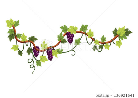 Grape bunch. Cluster of berries and leaves. Grape vine, decorative climbing plant. Fruit, growing healthy food isolated on white background Grape bunch. Cluster of berries and leaves. Grape vine, decorative climbing plant. Fruit, growing healthy food isolated on white background 136921641