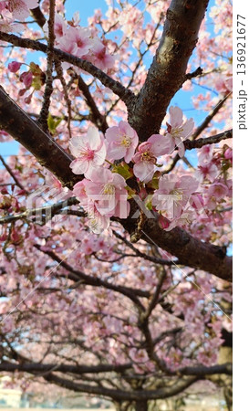 満開の河津桜のある庭園と青い空 満開の河津桜のある庭園と青い空 136921677