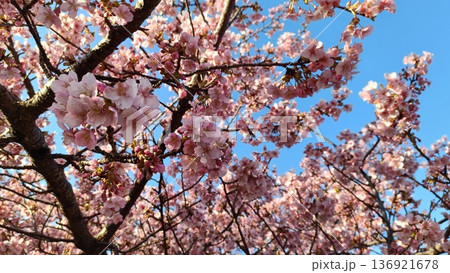 満開の河津桜と青い空、 みなみ風、サクラサク寒さも今日まで春一番 満開の河津桜と青い空、 みなみ風、サクラサク寒さも今日まで春一番 136921678
