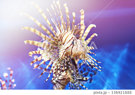 Poisonous lionfish 136921888