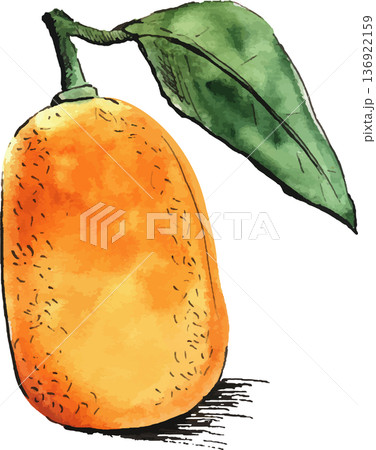 Watercolor sketch illustration of Kumquat  136922159