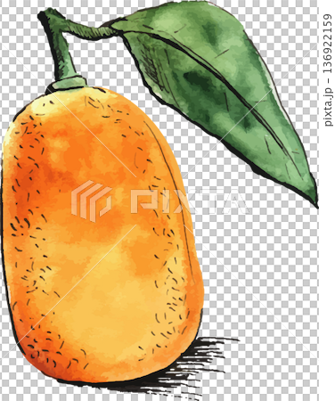 Watercolor sketch illustration of Kumquat  136922159