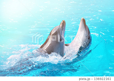 Dolphins dancing into pool on circus show 136922161