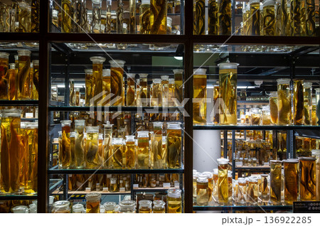 Berlin, germany, august 15, 2023. Biological specimens immersed in preserving fluid fill numerous jars displayed on illuminated shelves, showcasing a scientific collection Berlin, germany, august 15, 2023. Biological specimens immersed in preserving fluid fill numerous jars displayed on illuminated shelves, showcasing a scientific collection 136922285