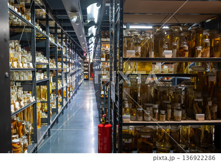 Berlin, germany, august 15, 2023. Extensive collection of biological specimens preserved in fluid-filled jars, organized on shelves in a scientific storage facility Berlin, germany, august 15, 2023. Extensive collection of biological specimens preserved in fluid-filled jars, organized on shelves in a scientific storage facility 136922286