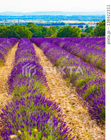 Provence landscape with lavender fields, France Provence landscape with lavender fields, France 136922311