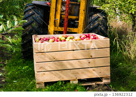 Fruit harvest. Tractor carries apples in wooden box Fruit harvest. Tractor carries apples in wooden box 136922312