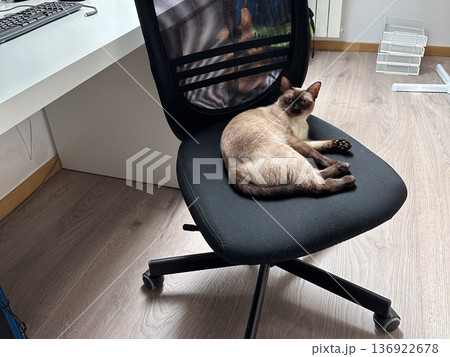 Siamese cat resting on office chair at home workspace. Pet comfort, remote work lifestyle, domestic routine and cozy interior concept Siamese cat resting on office chair at home workspace. Pet comfort, remote work lifestyle, domestic routine and cozy interior concept 136922678