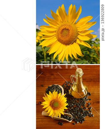Sunflowers and Golden Sunflower Oil in Glass Bottle 136922809