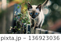 Full of life, the Siamese kitten darts along the fence, exploring the vibrant world of a sunny summer. 136923036