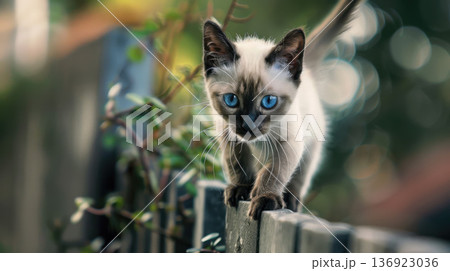 Full of life, the Siamese kitten darts along the fence, exploring the vibrant world of a sunny summer. Full of life, the Siamese kitten darts along the fence, exploring the vibrant world of a sunny summer. 136923036