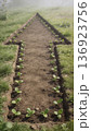Arrow-shaped garden bed cut into soil, lined with young seedlings and bordered by grass 136923756