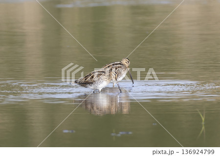 水辺のタシギ 136924799