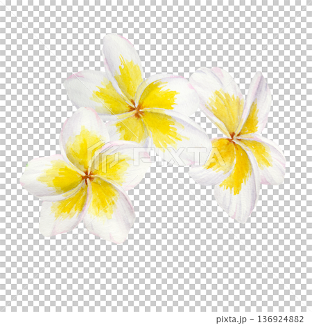 Watercolor illustration of tropical plumeria flowers with yellow centers arranged in a botanical composition. Hand painted frangipani blossoms for wedding stationery, beauty packaging, textile prints 136924882