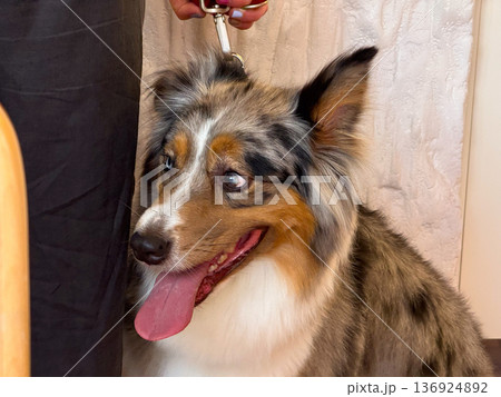Dog with open mouth and tongue out standing beside owner. Pet care, companionship, and domestic animal lifestyle. Dog with open mouth and tongue out standing beside owner. Pet care, companionship, and domestic animal lifestyle. 136924892