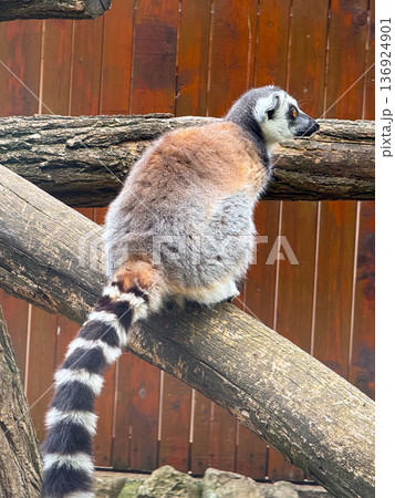 Ring-tailed lemur sitting on wooden branch. Observation, adaptation, and survival of primates in natural and enclosed habitats. Ring-tailed lemur sitting on wooden branch. Observation, adaptation, and survival of primates in natural and enclosed habitats. 136924901
