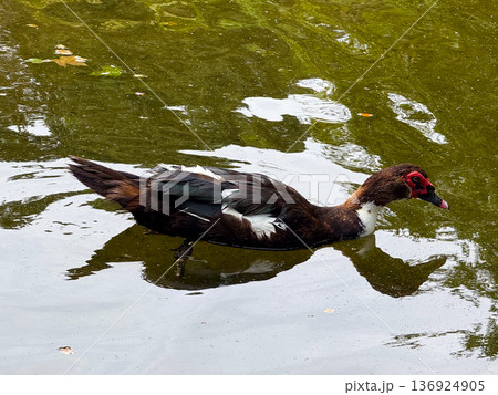 Muscovy duck swimming in still water. Aquatic bird species, plumage detail and wildlife in natural habitat. 136924905