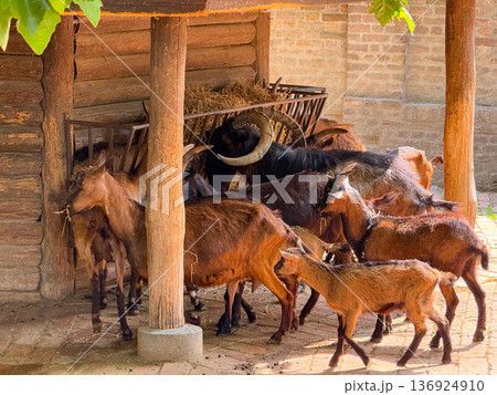 Goats feeding together near rustic barn feeder. Domestication, agriculture, and survival behavior of livestock in human-managed farming systems. 136924910