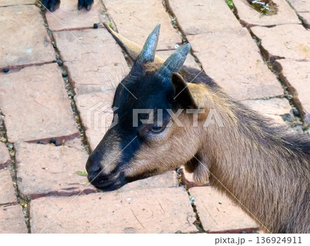 Group of goats standing together in farm enclosure. Agriculture, family bonds, and domestication of livestock reflecting human relationship with animals. 136924911